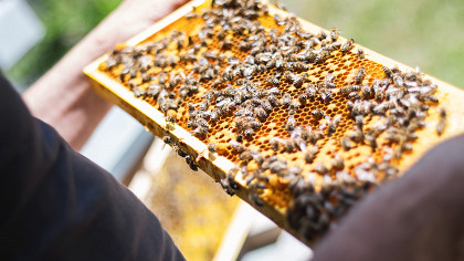 Le monde des abeilles à San Martino - cover