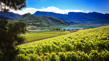 VinoSafari - cover