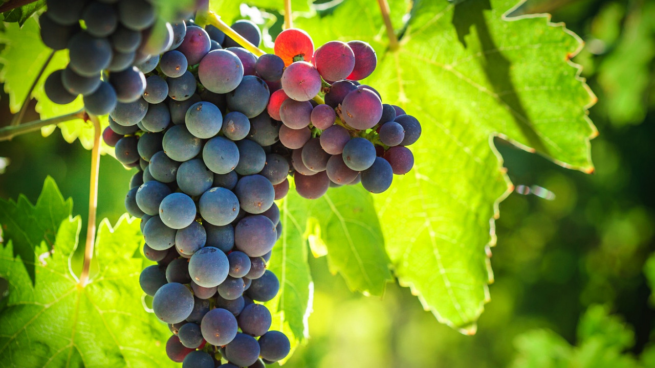 Дегустация вин и энология