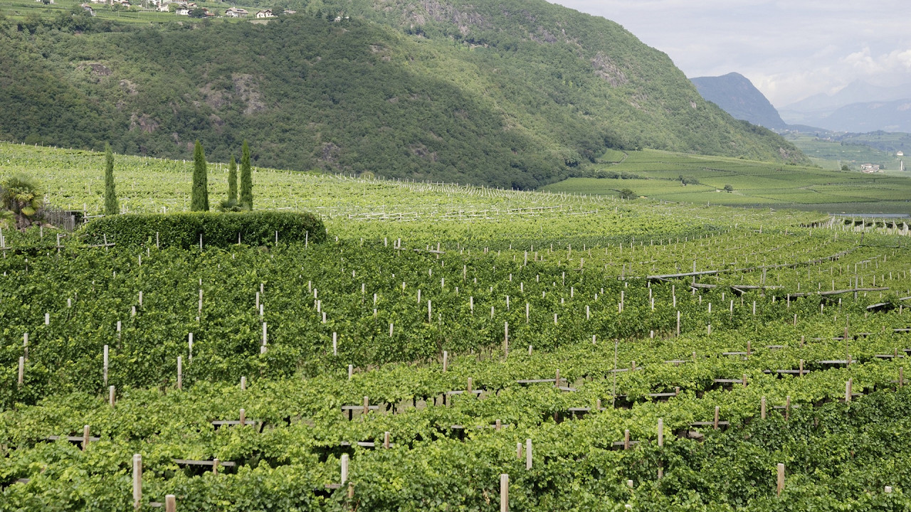 vigneti_di_termeno_depositphotos