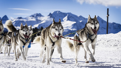 Alpentrail: International sleddog race - cover