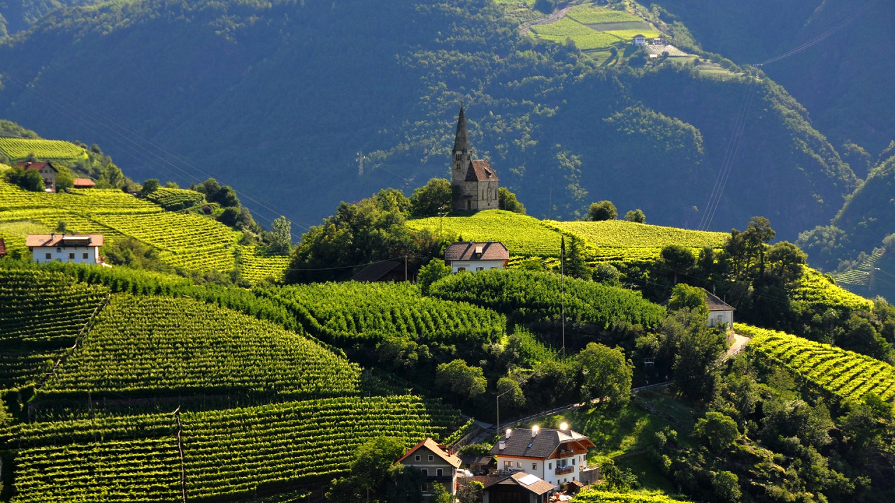 Weinberge Bozen