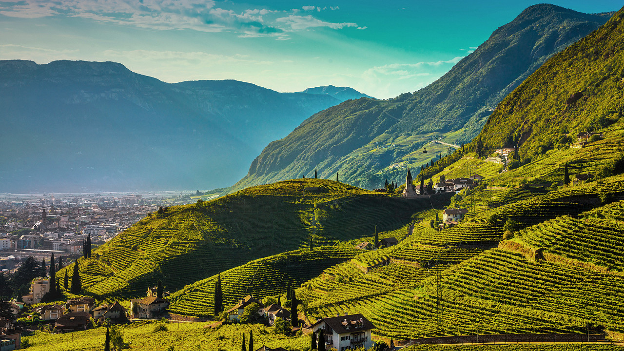 Vignobles aux alentours de Bolzano