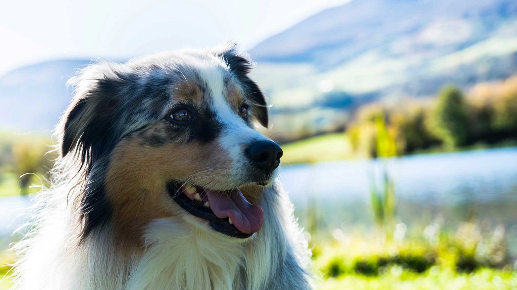 Vacanze con il Cane in Alto Adige - cover